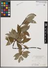 Foto von Salix daphnoides Vill.